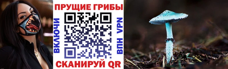 Купить где  Тихорецк  Галлюциногенные грибы Magic Shrooms 